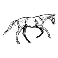 Dressage